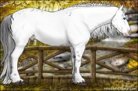 Horse Color:Blue Roan Frame 