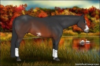 Horse Color:Brown Sabino Frame