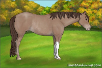 Horse Color:Classic Champagne Rabicano