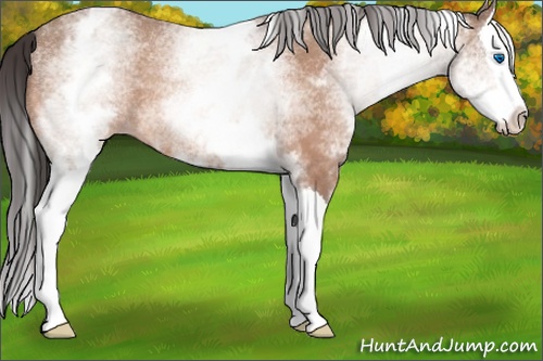 Horse Color: White Spotted Sable Champagne Splash Rabicano 