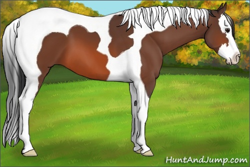 Horse Color: Bay Splash Tobiano 