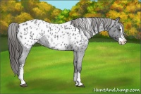 Horse Color:White Spotted Blue Roan Splash Appaloosa 