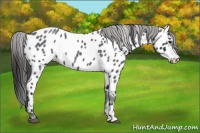 Horse Color:White Spotted Blue Roan Near Leopard 