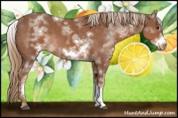 Horse Color:White Spotted Chestnut Frame
