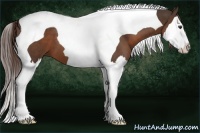 Horse Color:Liver Chestnut Sabino Splash Tobiano 