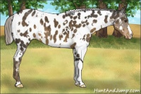 Horse Color:White Spotted Chocolate Palomino Near Leopard 