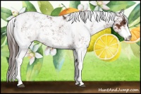 Horse Color:Liver Chestnut Sabino 