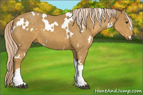 Horse Color: White Spotted Palomino 