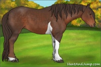 Horse Color:Liver Chestnut Sabino Tobiano 