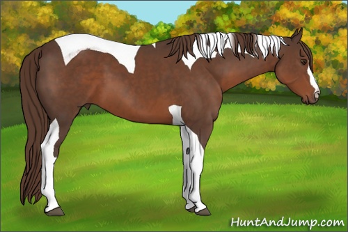 Horse Color: Liver Chestnut Tobiano 