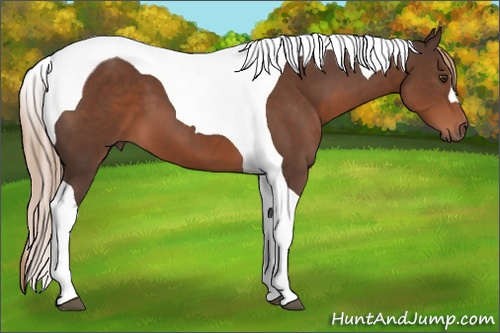 Horse Color: Liver Chestnut Tobiano 