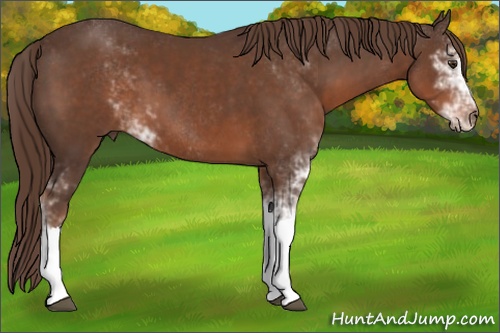 Horse Color: Liver Chestnut Sabino 
