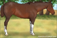 Horse Color:Liver Chestnut Sabino Tobiano 