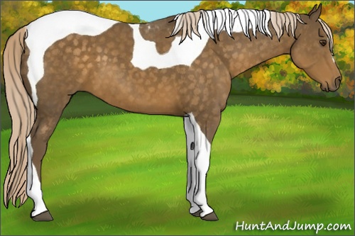 Horse Color: Chocolate Palomino Tobiano 
