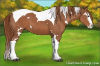 Horse Color:White Spotted Chestnut Splash Tobiano 