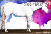 Horse Color:Gold Champagne Sabino Splash Tobiano Appaloosa 