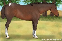 Horse Color:Liver Chestnut Sabino Tobiano 