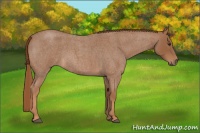 Horse Color:Red Roan 