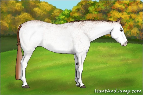 Horse Color: White Spotted Chestnut Rabicano 