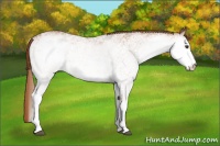 Horse Color:White Spotted Chestnut Rabicano 