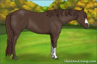 Horse Color:Liver Chestnut 