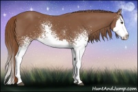 Horse Color:White Spotted Chestnut Splash