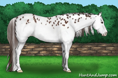 Horse Color: White Spotted Liver Chestnut Splash Leopard 