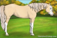 Horse Color:Gold Cream Champagne Dun Splash 