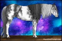 Horse Color:White Spotted Black