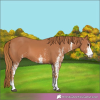 Horse Color:White Spotted Chestnut 