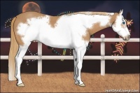 Horse Color:Red Roan Splash Frame 