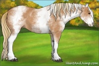 Horse Color:White Spotted Chestnut 