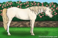 Horse Color:Smoky Grullo Pearl 