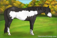 Horse Color:Liver Chestnut Frame 