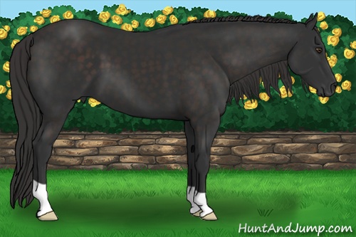 Horse Color: Liver Chestnut 