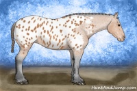 Horse Color:Bay Sabino Appaloosa 