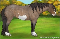 Horse Color:Buckskin Roan Frame 