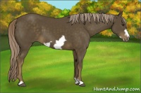 Horse Color:Chocolate Palomino Frame 