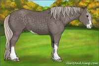 Horse Color:Silver Black Sabino 