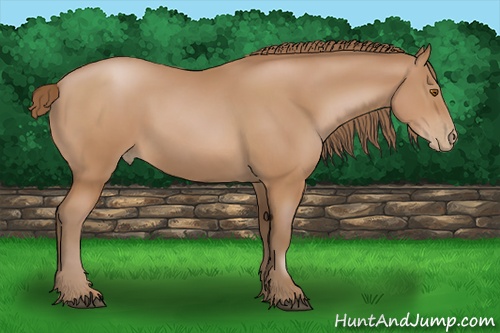 Horse Color: Brown Pearl 