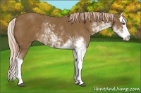 Horse Color:Chocolate Palomino Sabino Splash Rabicano