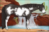 Horse Color:White Spotted Liver Chestnut Frame