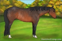 Horse Color:Brown Rabicano 