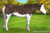 Horse Color:Liver Chestnut Splash 