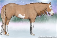 Horse Color:Red Roan Splash Frame 