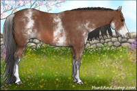 Horse Color:White Spotted Bay 