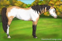 Horse Color:Buckskin Frame 
