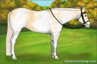 Horse Color:White Spotted Palomino Sabino