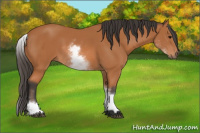 Horse Color:White Spotted Bay 