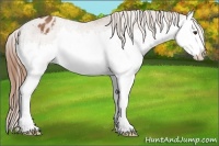 Horse Color:Chestnut Splash Appaloosa 